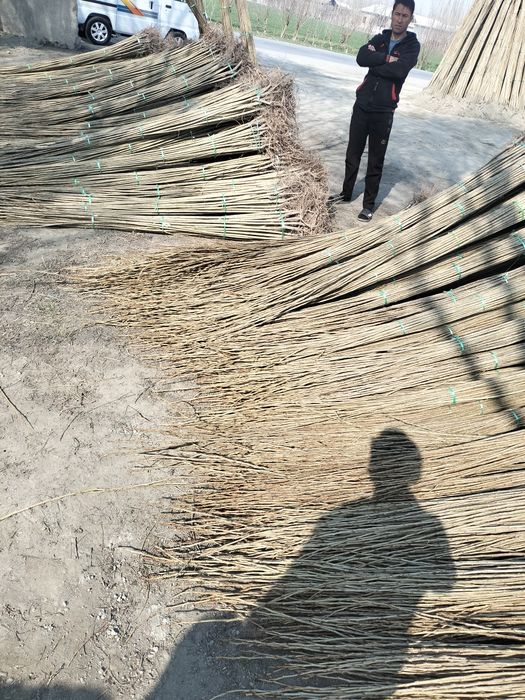 Terak kuchat sifatli arzon narhlarda