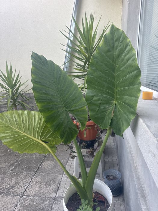 Продавам трилистници