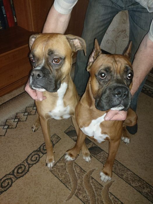 Ищу девочку боксера для скрещивания