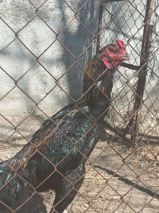 Продаётся бойцовый петух