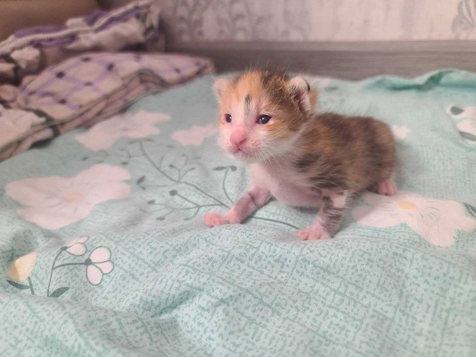 Отдам котят в хорошие руки.