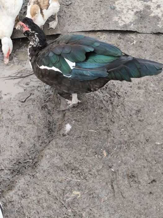 Продам уток шипуны и кряки