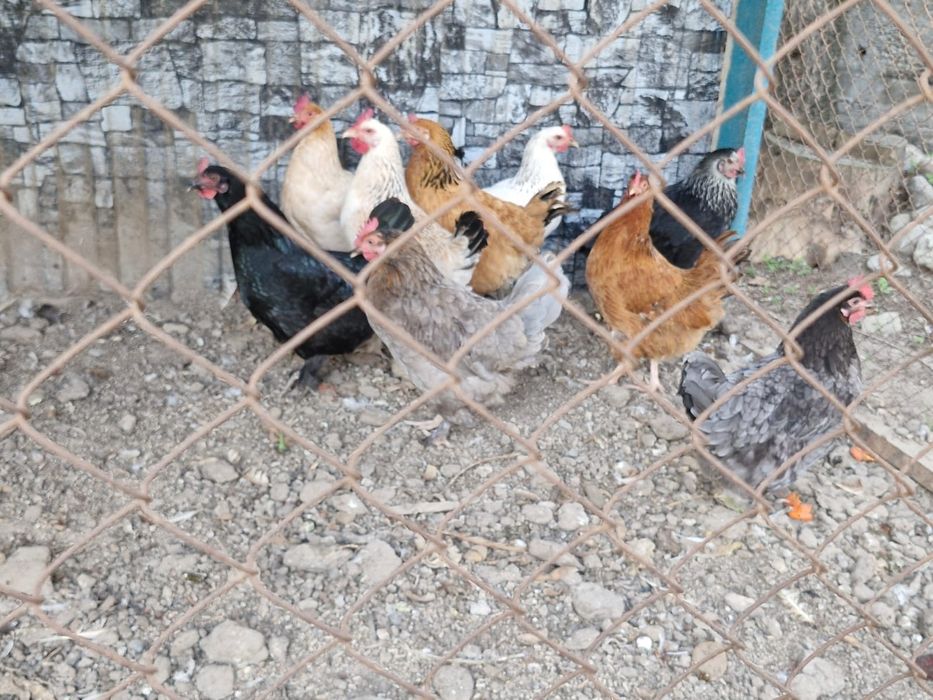 Продаю куры несушки