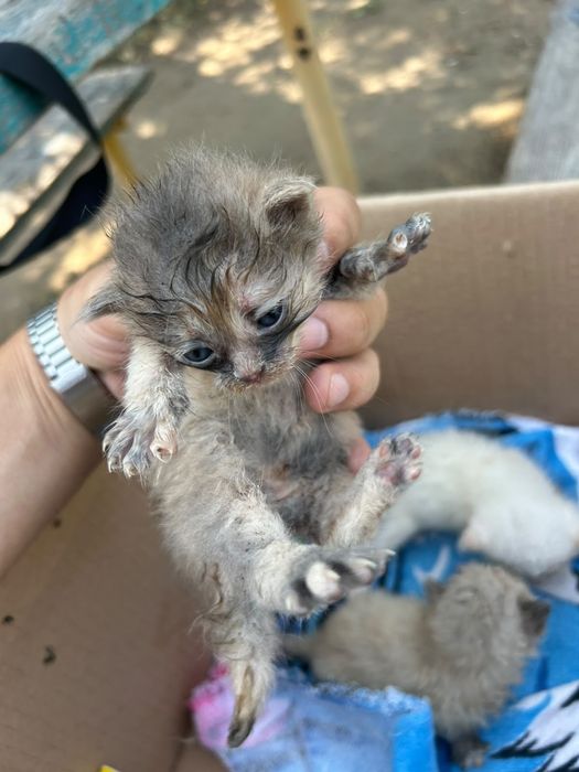 Отдам маленьких клубочков кот кошка