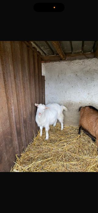 Vând o caprița si un țap tineri