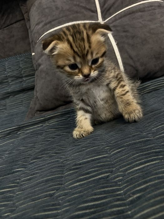 Котята британцы