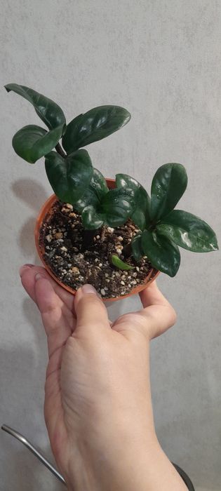 Долларовое дерево Замиокулькас