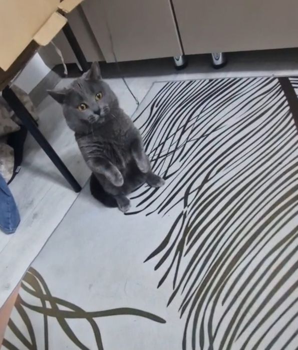 Манчкин 2годика с