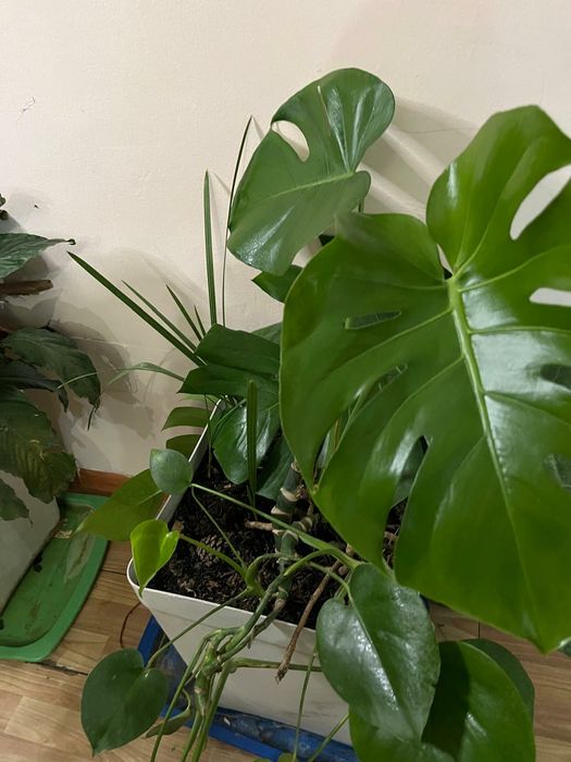 Комнаты цветы и офисные