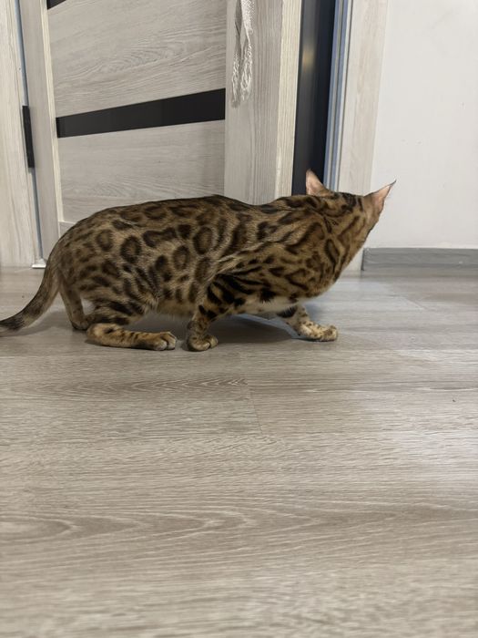 Bengal продается девочка