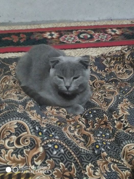 Skotish fold nasli toza slishkim ozoda va kurinni felix yeydi holos!!!