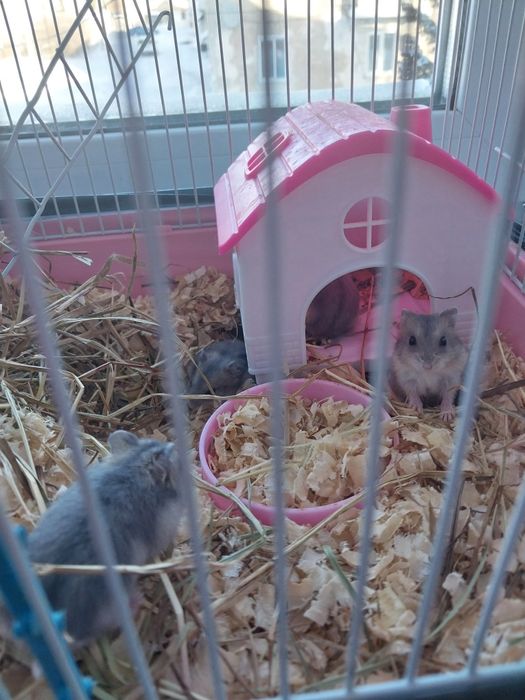 Отдам хомяков в добрые руки