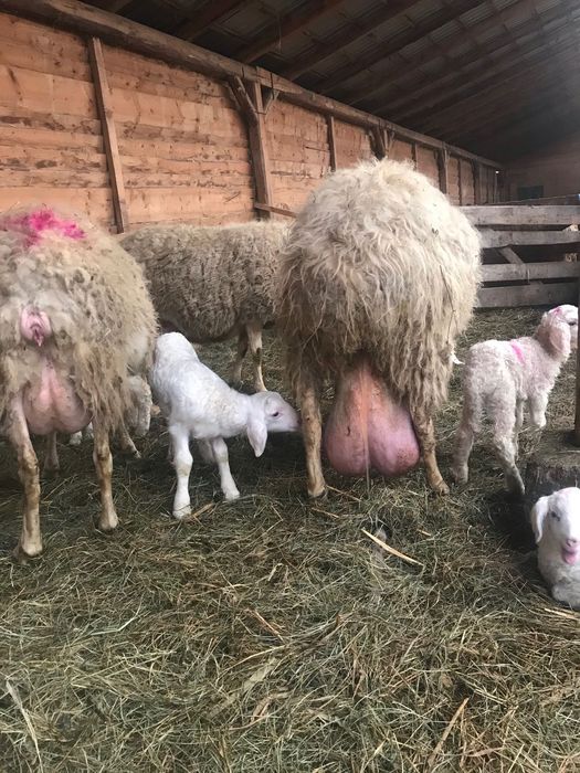 Mielute Assaf de vamzarw