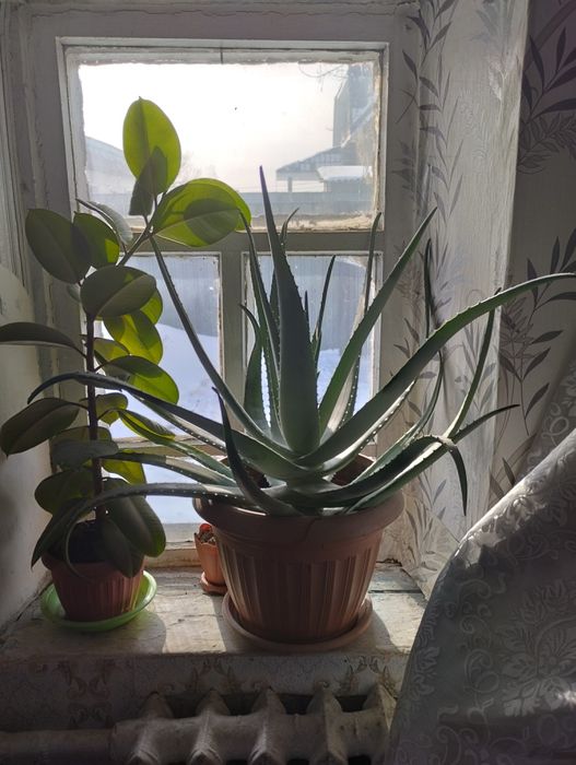 Листы АЛОЭ ВЕРА на срез