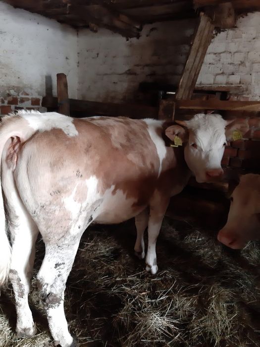 Vând vițea de un an.