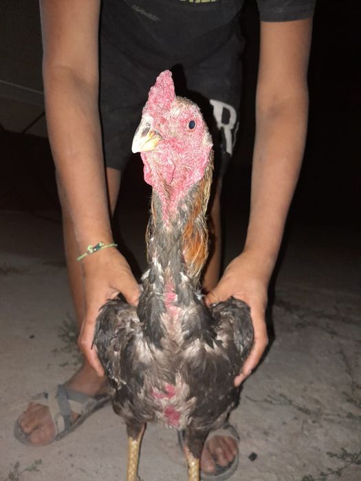 Қораз жасы 1жас келісемыз