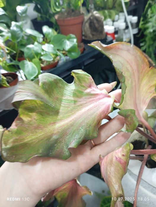 Каладиумы разные сорта