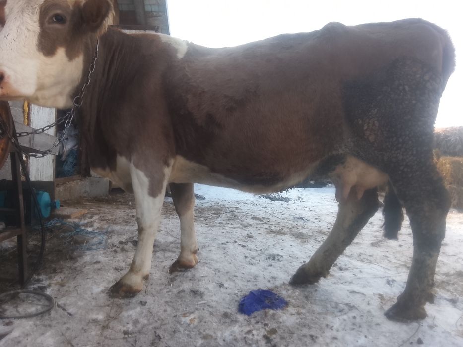 Vnd vaca bălțată pe roșu gestante an 7 lui SI jumătate SI vine cu al 4