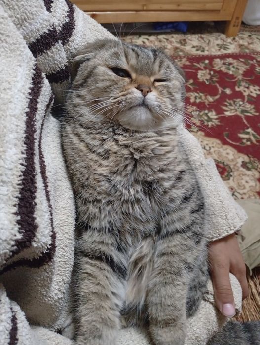 Skotish fold toza nasl