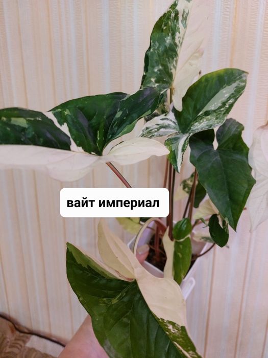 Сингониумы, комнатные растения.