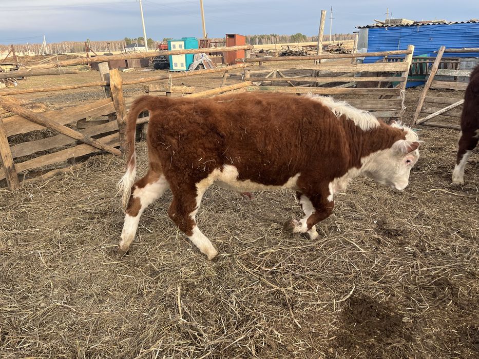 Продам быков с откорма