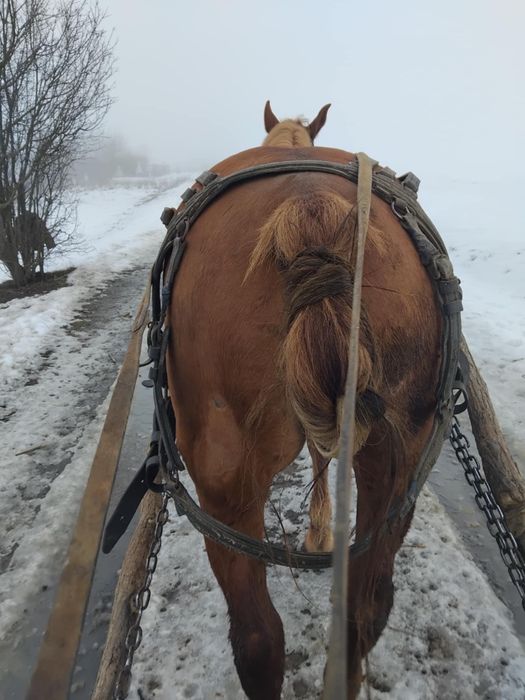 O iapa gustata in 5  luni