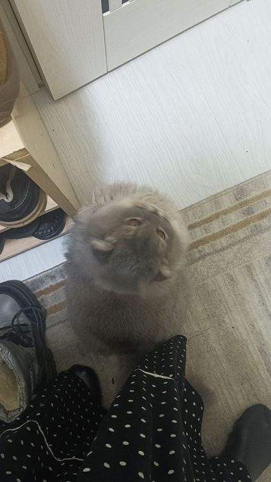 Сотилади  мушук домашний