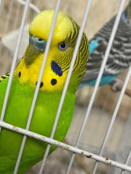 Продаются попугайчики