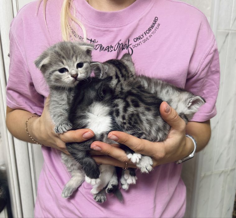 Продаются котята