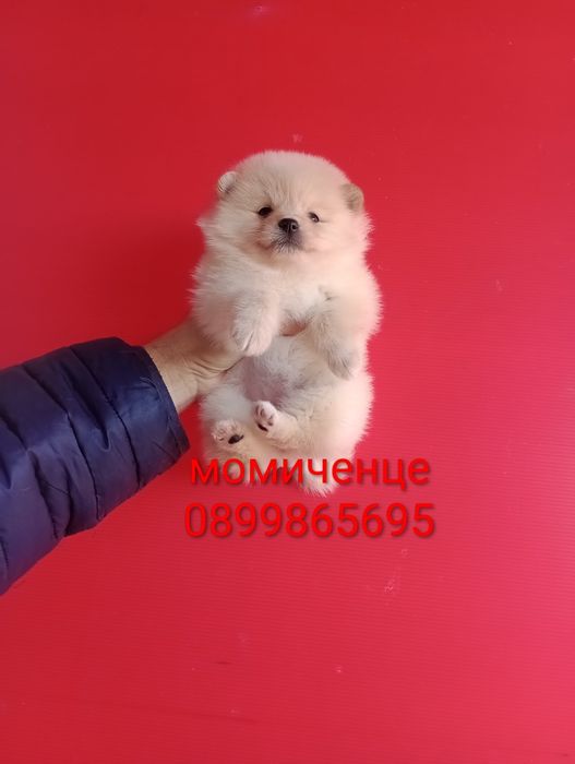 Померани. Момченца и момиченца. Померан. Реални снимки!