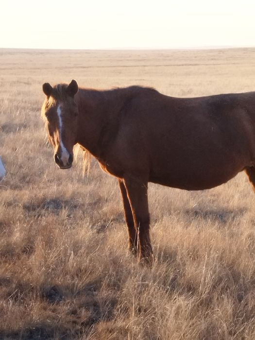 Ту бие потсос  сатылады
