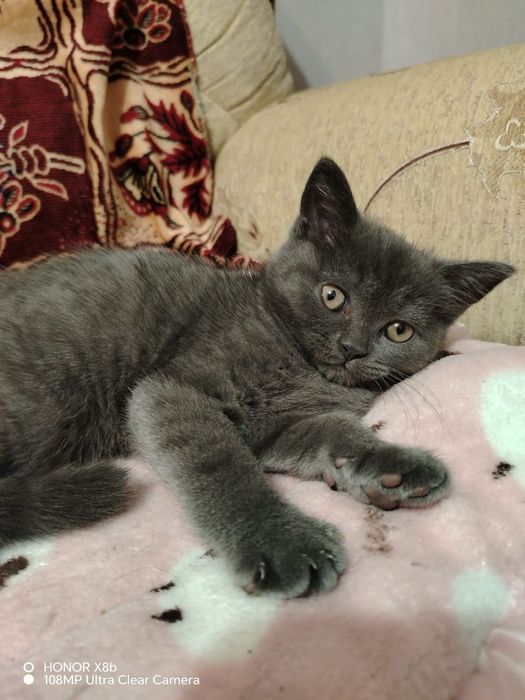 Продам британского котенка