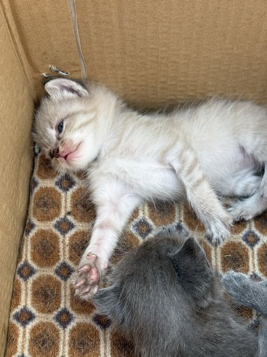 Милые котята ищут дом