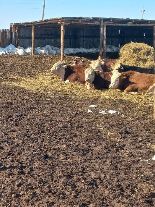 Продам бычков 2000