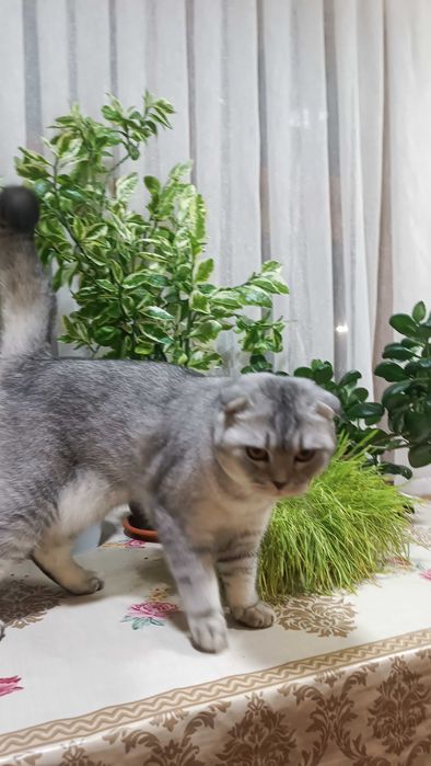 Mushuk sotiladi. Zoti scottish fold, shinshilla.