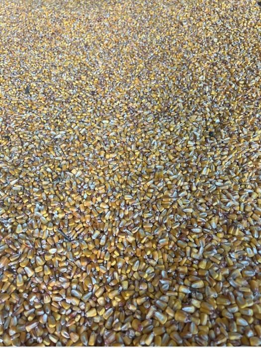 15 tone porumb boabe calitate foarte buna