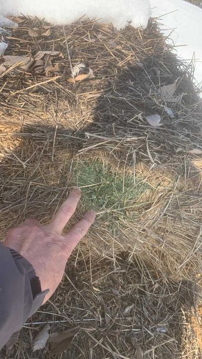 Люцерна, жонышка в тюках