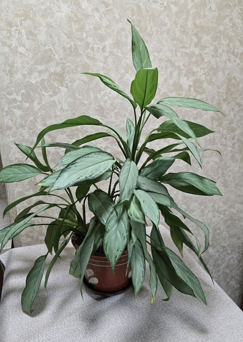 Аглаонема (взрослая, большая)