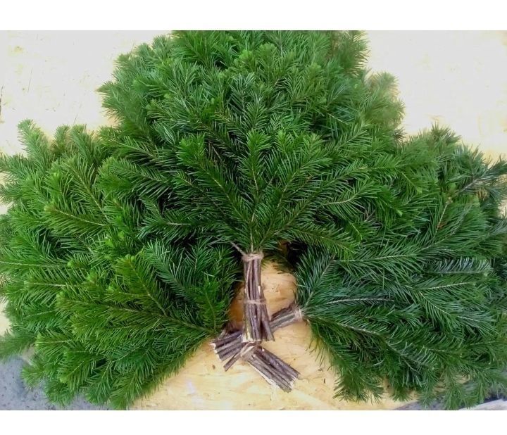 Продается свежие пихтовые веники