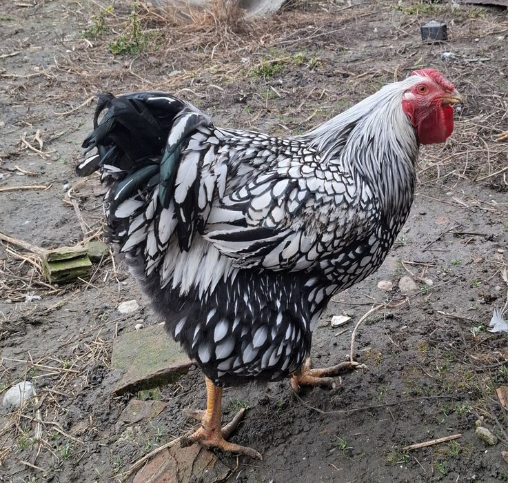 Vand cocosi Wyandotte si Austrolop