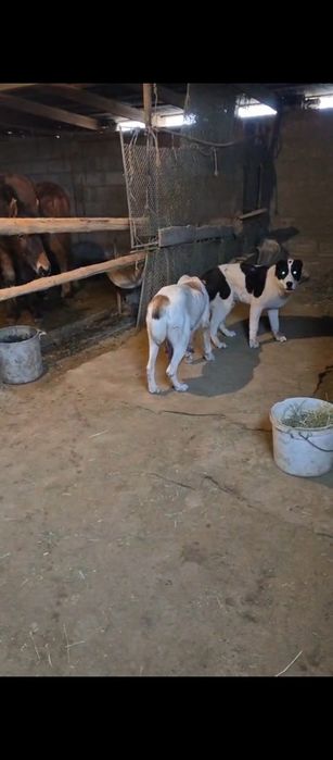 Алабай сатылады ұрғашы еркек