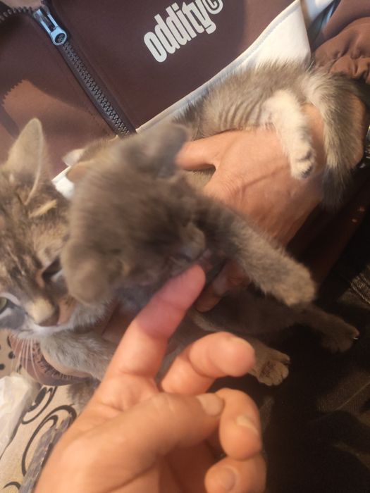 Отдам Кошку и котят даром