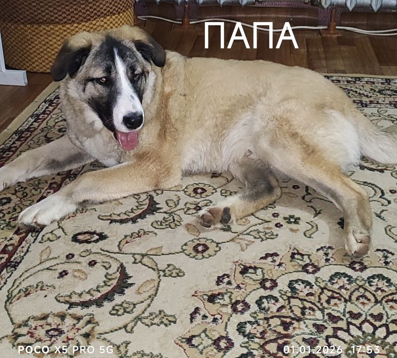 Щенок бесплатно.      .