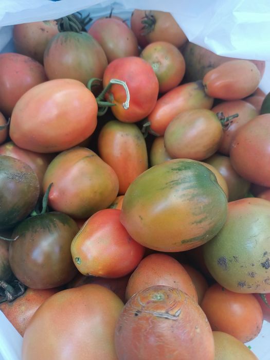 Продам помидоры.