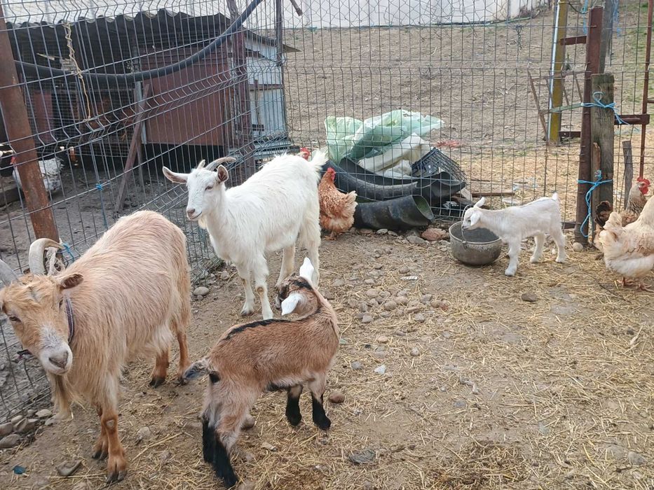 Vând 2 capre românești, fiecare cu câte un ied