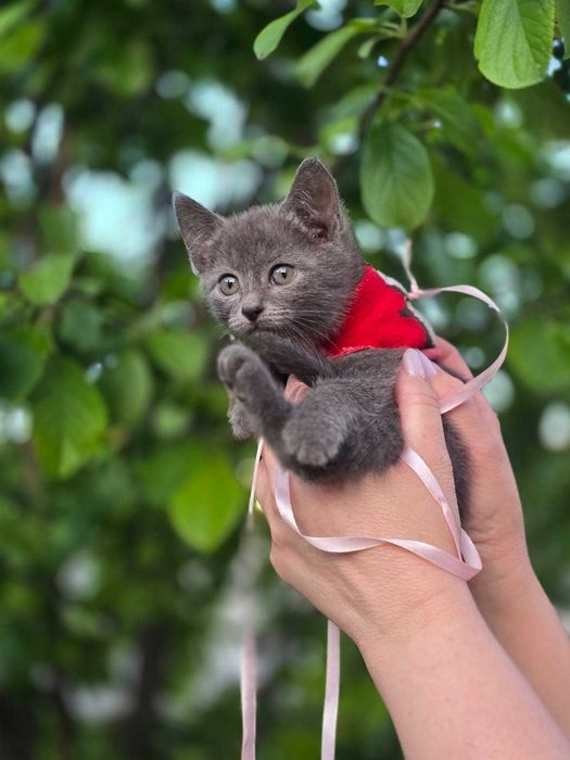 котята мальчик и девочка, возраст примерно 1 месяц