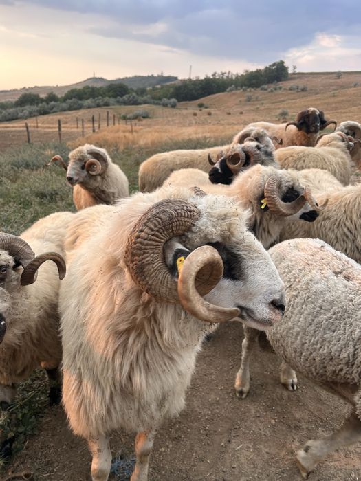 Berbeci turcani si Ile de France