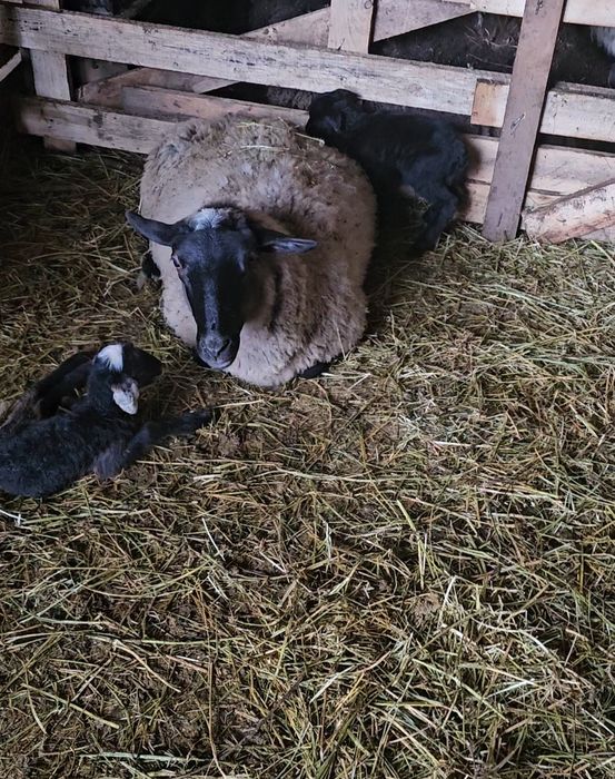 Vand oi romanov gestante și cu miei