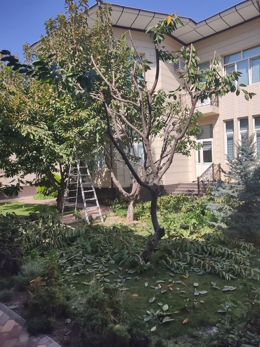 DAraxt archa uzum kesish