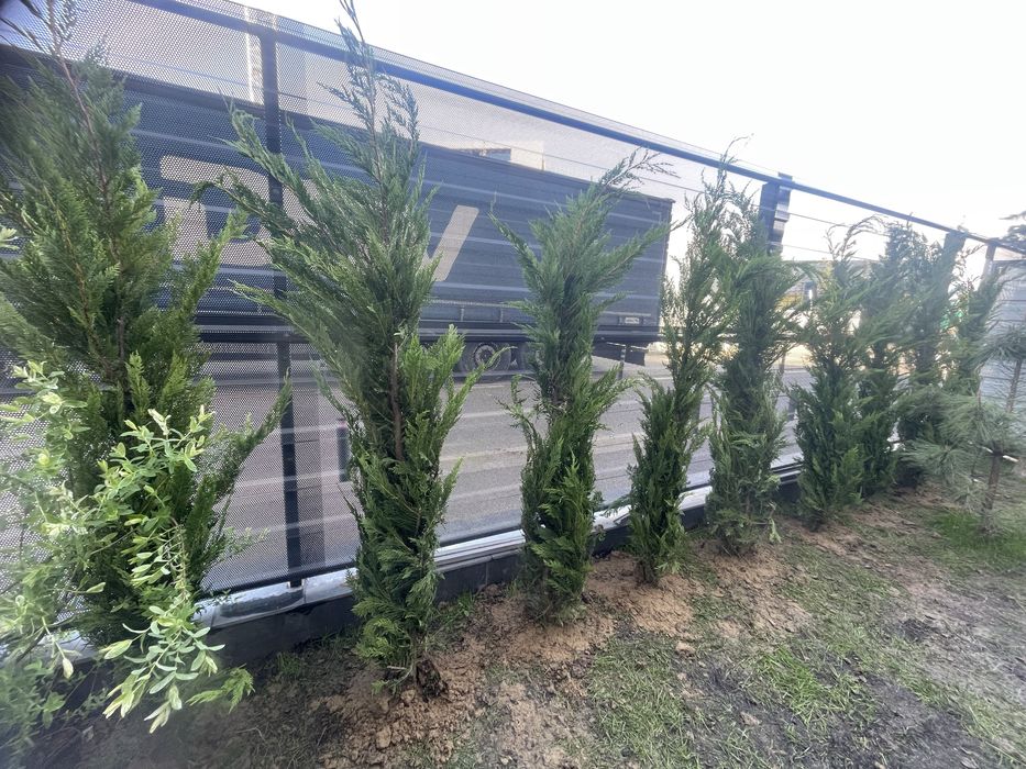 Leylandii Chiparos / Gard Viu